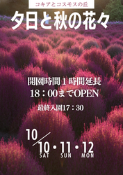 「赤く染まる絶景！コキアとコスモスが咲き誇る秋イベントが8月22日開幕【広島・世羅】」の写真