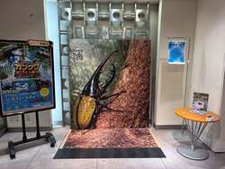 「世界最大のカブトムシに触れる感動！「凄いぞカブクワ展」が大阪・天満橋で開催」の写真