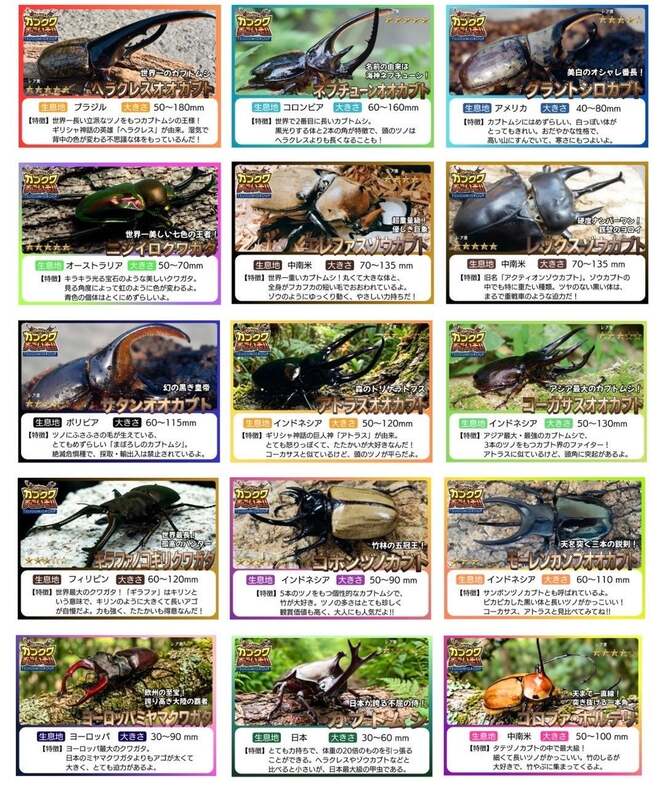 珍しいカブクワの紹介パネルも！