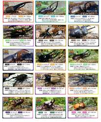 珍しいカブクワの紹介パネルも！