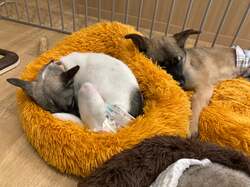 「保護犬猫と自由にふれあえるカフェが横浜・伊勢佐木町にオープン！里親募集も」の写真