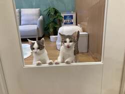 「保護犬猫と自由にふれあえるカフェが横浜・伊勢佐木町にオープン！里親募集も」の写真