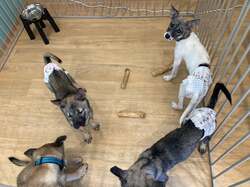 「保護犬猫と自由にふれあえるカフェが横浜・伊勢佐木町にオープン！里親募集も」の写真