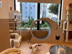 「保護犬猫と自由にふれあえるカフェが横浜・伊勢佐木町にオープン！里親募集も」の写真