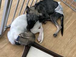 「保護犬猫と自由にふれあえるカフェが横浜・伊勢佐木町にオープン！里親募集も」の写真