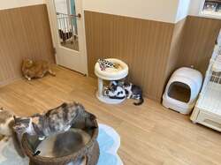 「保護犬猫と自由にふれあえるカフェが横浜・伊勢佐木町にオープン！里親募集も」の写真