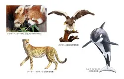 動物や植物からエネルギーを獲得するにはどんな戦略があるのか覗いてみよう
