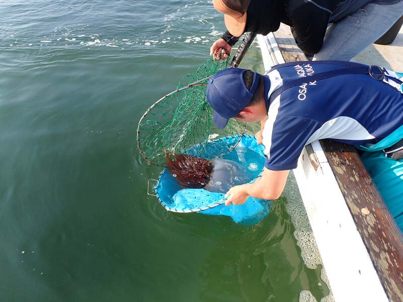 海遊館飼育員による採集の様子