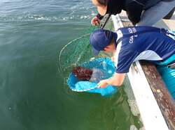 海遊館飼育員による採集の様子