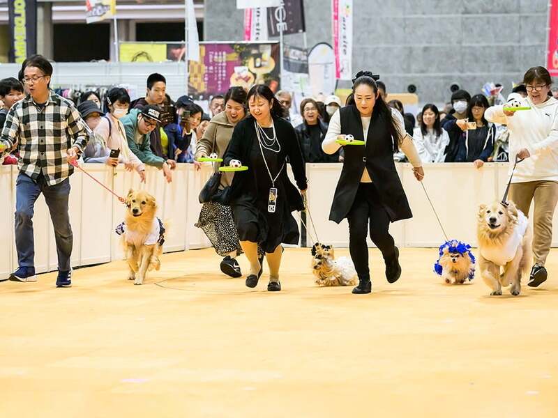 ワンちゃんと飼い主さんのチームワークが重要！大運動会