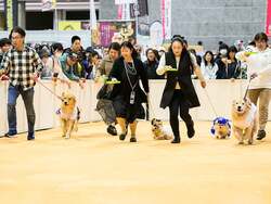 ワンちゃんと飼い主さんのチームワークが重要！大運動会