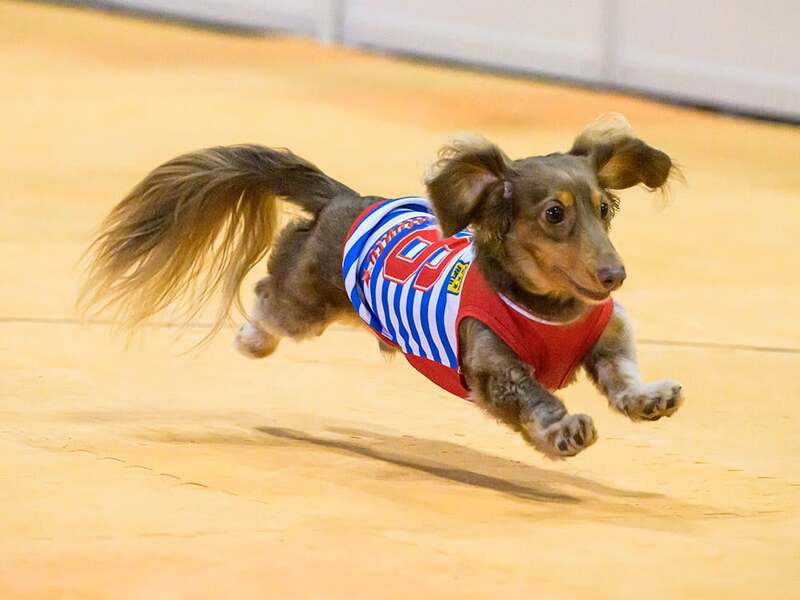 飼い主さん目がけてまっしぐら！30mタイム競走