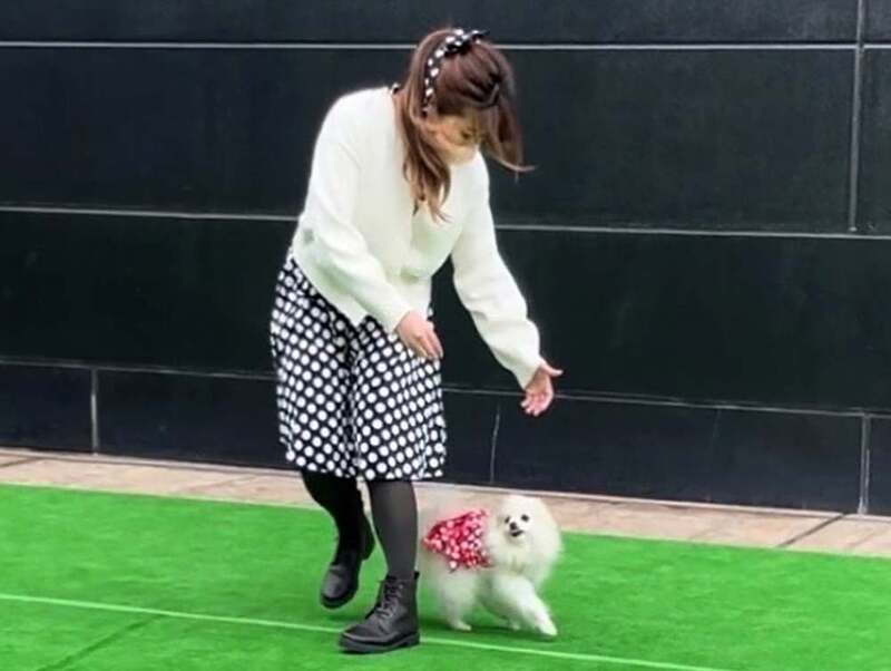 ワンちゃんと音楽に合わせて楽しく♪ドッグダンス体験