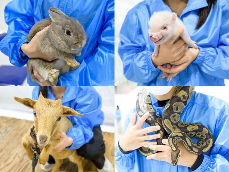 子供に大人気！動物のふれあい＆エサやり体験