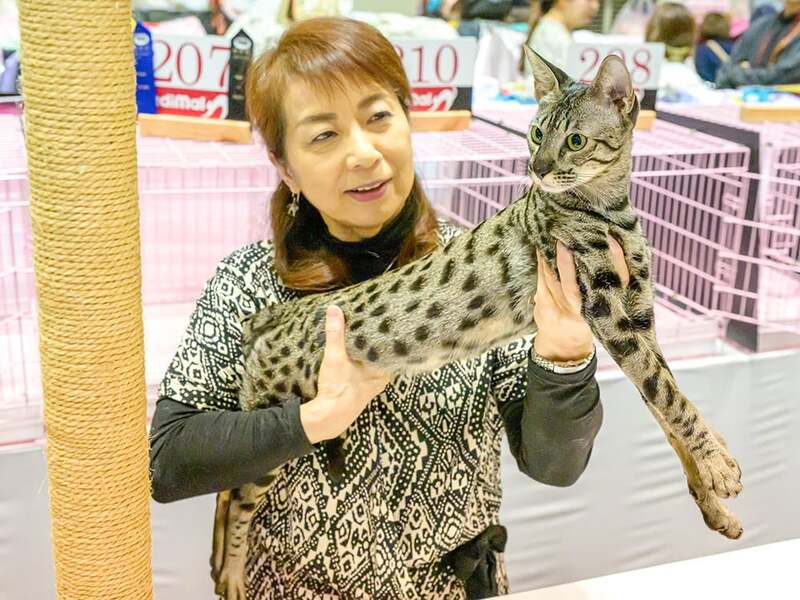 可愛い猫、珍しい猫が集合！キャットショー