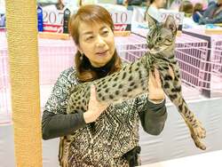 可愛い猫、珍しい猫が集合！キャットショー