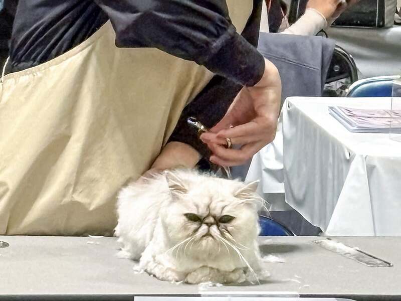 トリマーの技術と大人しくカットされる猫ちゃんが大好評！