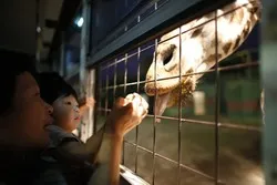 ライオンバスやWILDRIDEでは、エサやりも可能！