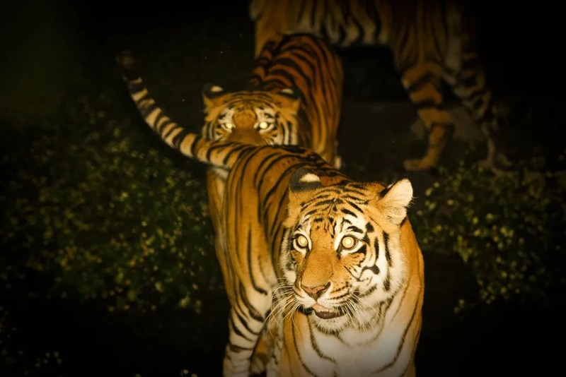 暗闇から迫る大型動物を間近で観察しよう！