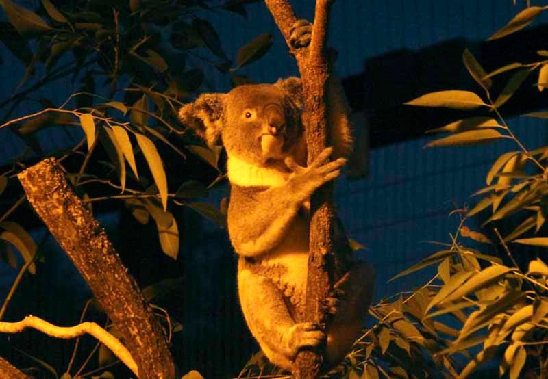 夜の動物は日中と一味違いますよ！