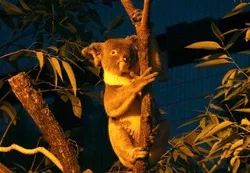 夜の動物は日中と一味違いますよ！
