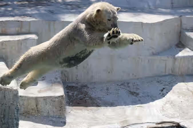ホッキョクグマは19時45分まで展示されています