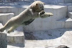 ホッキョクグマは19時45分まで展示されています