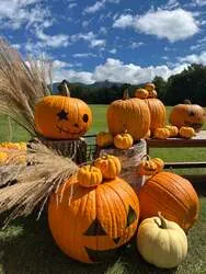 栽培の様子（実習生が育てるハロウィンかぼちゃ）