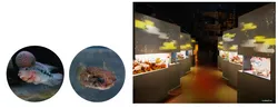 「水族館が紅葉に包まれる！イルカショー席確約プランで子連れも快適　アクアパーク品川」の写真
