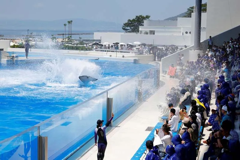 シャチが“涼”をお届けする！豪快な水しぶきの「オルカパフォーマンス」
