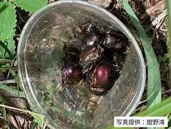 ベイトトラップ（写真提供：舘野鴻）