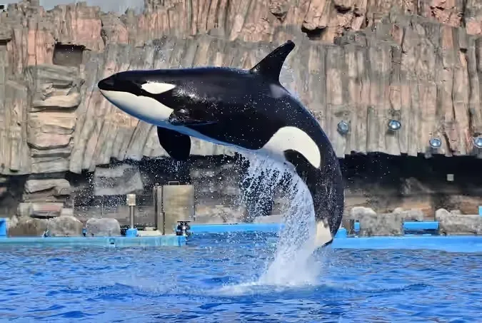 北館3階のメインプールでは、イルカパフォーマンスとシャチの公開トレーニングを実施中