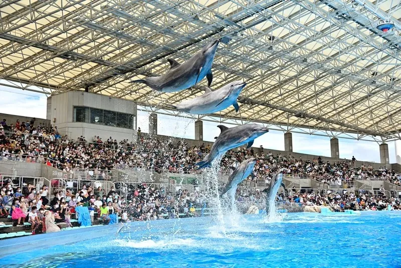 水しぶきがかかるくらい間近でイルカやベルーガが見られます