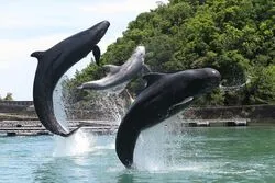 「【勝浦・串本・すさみ】人気おでかけスポットTOP10 海とクジラ体験が上位に」の写真
