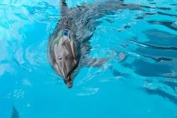 「【勝浦・串本・すさみ】人気おでかけスポットTOP10 海とクジラ体験が上位に」の写真