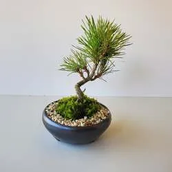 盆栽ワークショップ