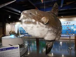 「【米子・大山・境港】人気おでかけスポットTOP10 温泉・動物・屋内遊び場が上位」の写真