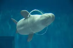 「【津和野・益田・浜田ほか】人気おでかけスポットTOP10 水族館とプールが上位」の写真