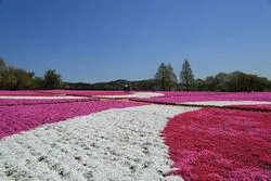 「【三次・庄原・世羅・芸北】人気おでかけスポットTOP10 釣りや果物狩りが上位に」の写真