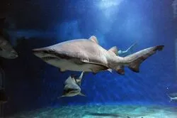 「【関東】水族館の年間パスポート11選｜数回で元が取れてお得に通える」の写真