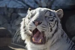 「【久喜・行田・加須・羽生】人気おでかけスポットTOP10 動物園やプールが上位に」の写真