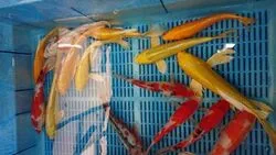 「【飯能・坂戸・東松山ほか】人気おでかけスポットTOP10 動物園やプールが上位に」の写真