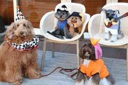 愛犬たちもいつもとは違う姿に変身！
