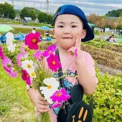 お気に入りのコスモスを選んで花摘みを楽しむ男の子