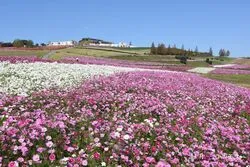 海を望む丘陵地に四季折々の花畑が広がる「あわじ花さじき」