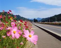 佐久高原コスモスまつり