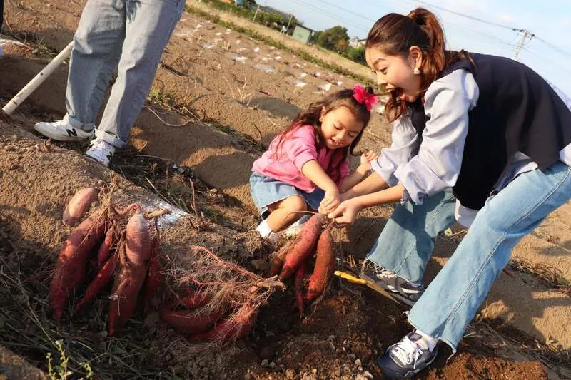 さつまいも掘り 3つのつるを掘って出た分すべて持ち帰り