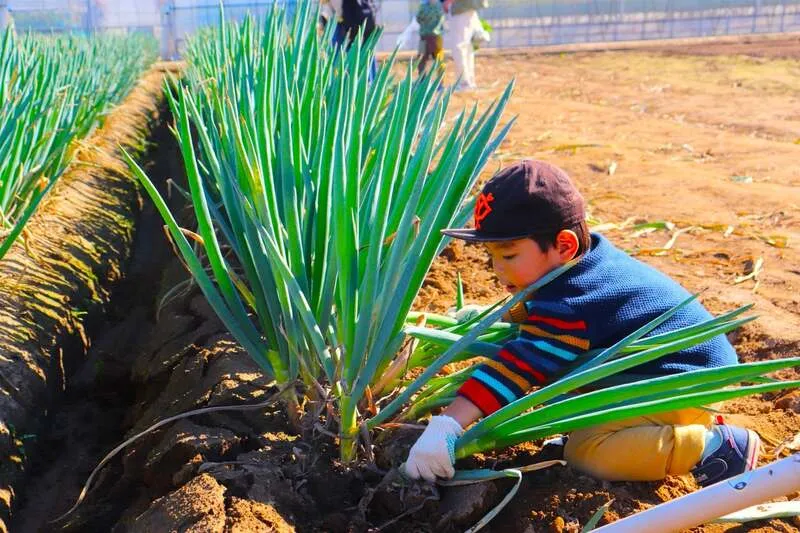 秋野菜の収穫体験 長ねぎの収穫体験