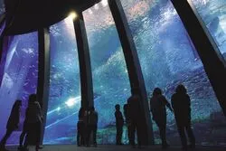 「【関東】子供に人気の水族館ランキング 2026シルバーウィークにおすすめ」の写真