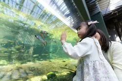 「【東海】子供に人気の水族館ランキング 2026シルバーウィークにおすすめ」の写真